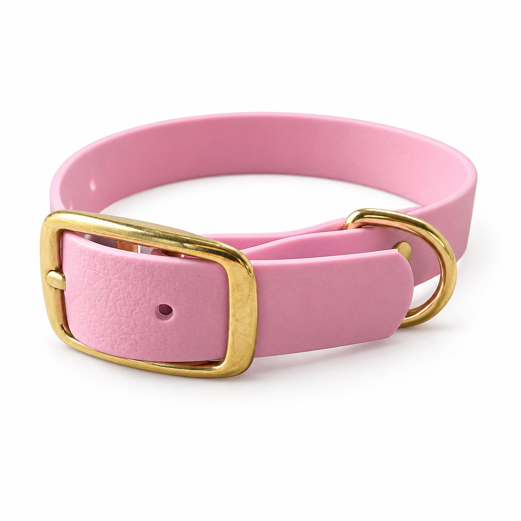 collier pour chien laiton