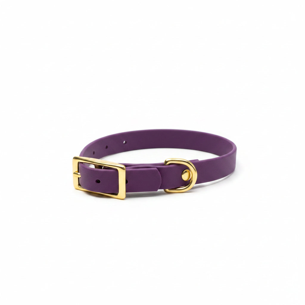 petit collier violet pour petit chien 
