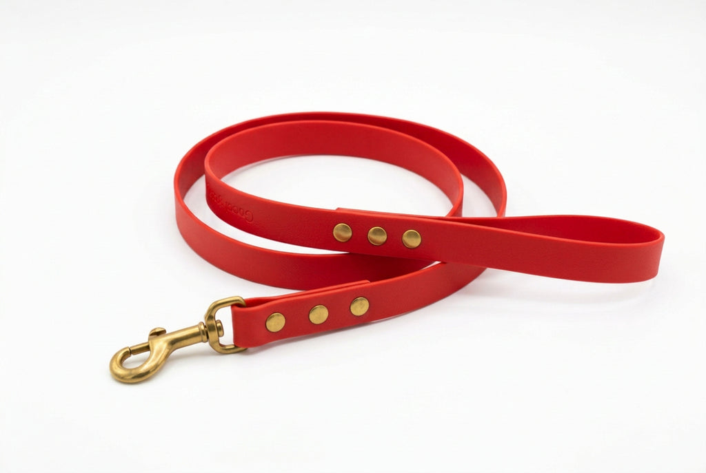 Laisse pour chien en PVC 1,50 m – 25 mm | Qimmi Gold